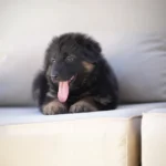 Cairo Black and Tan Long Coat German Shepherd Puppy profile photo 01 by Royal Tribes K9