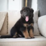 Sinai Black and Tan Long Coat German Shepherd Puppy gallery image 02 by Royal Tribes K9