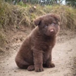 Valencia ( Female ) (imported) Full Liver (Chocolate) Long Coat German Shepherd Puppy profile photo 01 by Royal Tribes K9