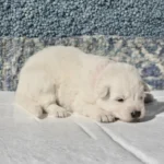 Maisie ( Female) Full White Long Coat German Shepherd Puppy gallery image 02 by Royal Tribes K9