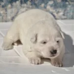 Mila ( Female) Full White Long Coat German Shepherd Puppy standing portrait 04 by Royal Tribes K9