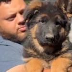 Zinnia Royal Tribes K9 ( Female) Black and Tan Long Coat German Shepherd Puppy gallery image 02 by Royal Tribes K9