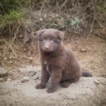 Velvet ( Female ) (imported) Full Liver (Chocolate) Long Coat German Shepherd Puppy profile photo 01 by Royal Tribes K9