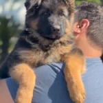 Zuko Royal Tribes K9 ( Male) Black and Tan Long Coat German Shepherd Puppy profile photo 01 by Royal Tribes K9