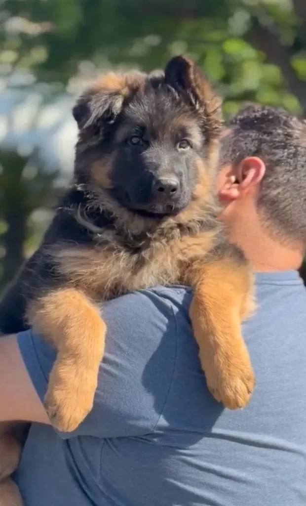 Zuko Royal Tribes K9 ( Male)