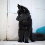 Nera Royal Tribes K9 ( Female) Full Black Long Coat German Shepherd Puppy profile photo 01 by Royal Tribes K9