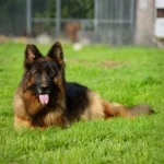 Eli Grzegor Land German Shepherd sire puppy profile image 05 for Royal Tribes K9 pedigree content