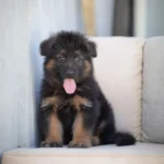 Damiet Black and Tan Long Coat German Shepherd Puppy profile photo 01 by Royal Tribes K9