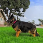 KAYLA German Shepherd dam profile photo 01 for Royal Tribes K9 pedigree content