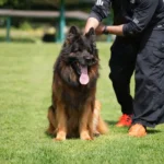 Yanto vom Coburger Rosengarten German Shepherd sire standing portrait 04 for Royal Tribes K9 pedigree content