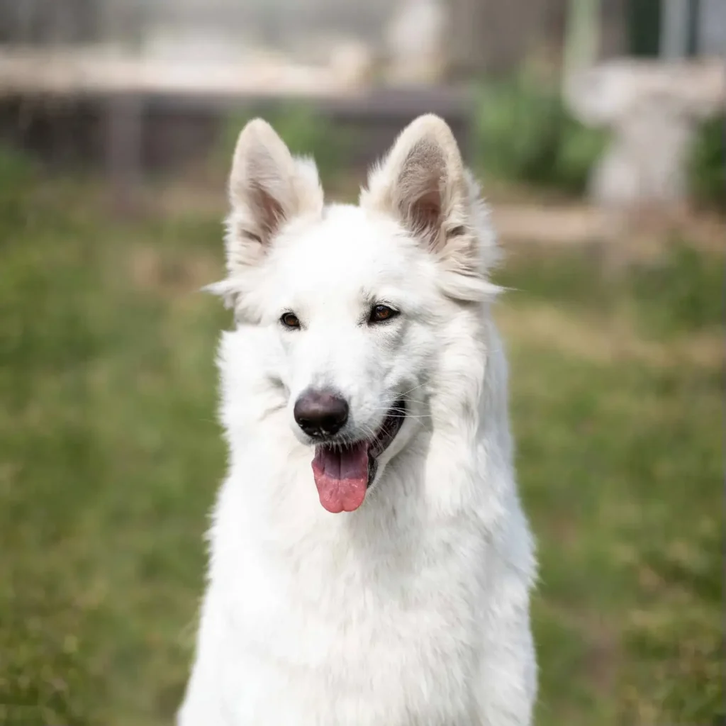 German Shepherd portrait used for puppy pickup and delivery guidance to Forrest City, Arkansas.