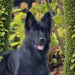 COLA z Siedliska Tim German Shepherd dam profile photo 01 for Royal Tribes K9 pedigree content