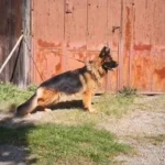 Hatia Z Doliny Debow German Shepherd dam gallery image 02 for Royal Tribes K9 pedigree content
