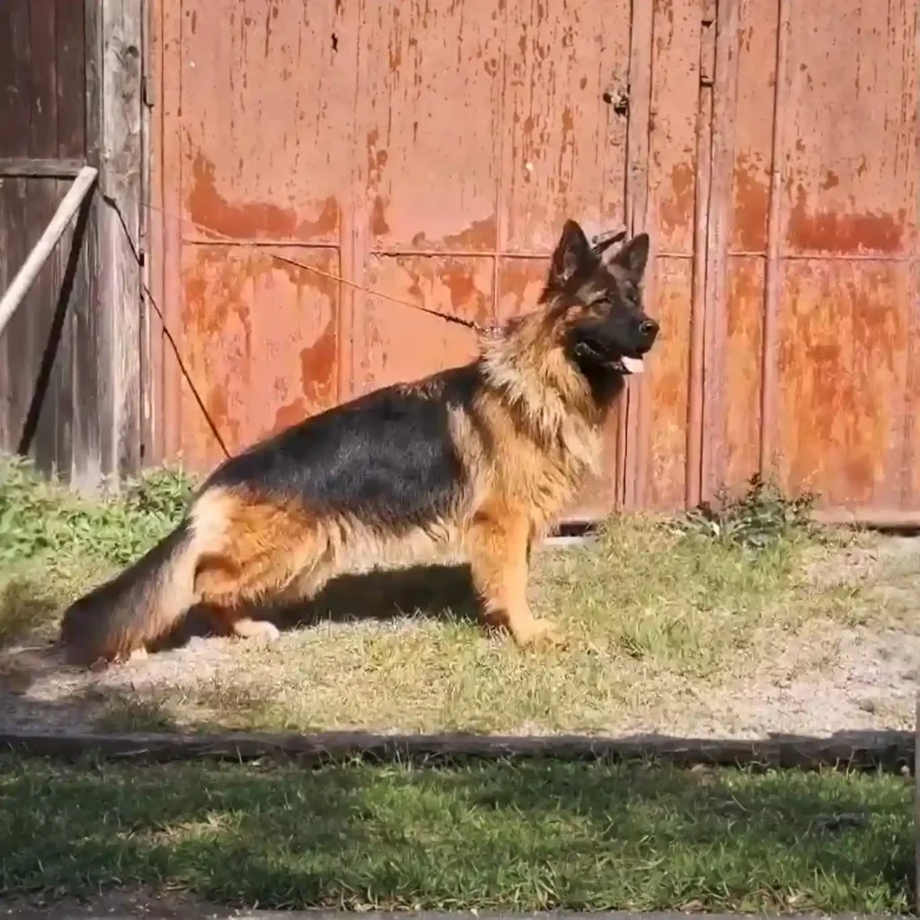 Hatia Z Doliny Debow German Shepherd dam coat detail photo 03 for Royal Tribes K9 pedigree content in Carlsbad, California