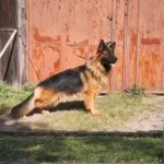 Hatia Z Doliny Debow German Shepherd dam coat detail photo 03 for Royal Tribes K9 pedigree content