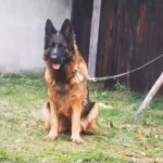 Hatia Z Doliny Debow German Shepherd dam profile photo 01 for Royal Tribes K9 pedigree content