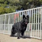 LA VIUDA NEGRA RTK9 TEAM German Shepherd dam standing portrait 04 for Royal Tribes K9 pedigree content