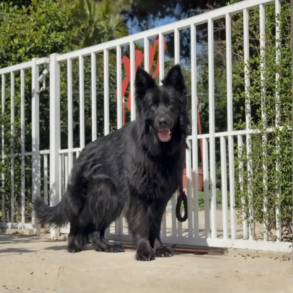 LA VIUDA NEGRA RTK9 TEAM German Shepherd dam profile photo 01 for Royal Tribes K9 pedigree content