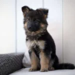 Nyx Royal Tribes K9 ( Female) Black and Red Long Coat German Shepherd Puppy gallery image 02 by Royal Tribes K9