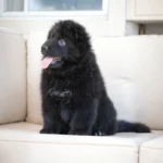 Lunara RTK9 Team Full Black Long Coat German Shepherd Puppy profile photo 01 by Royal Tribes K9