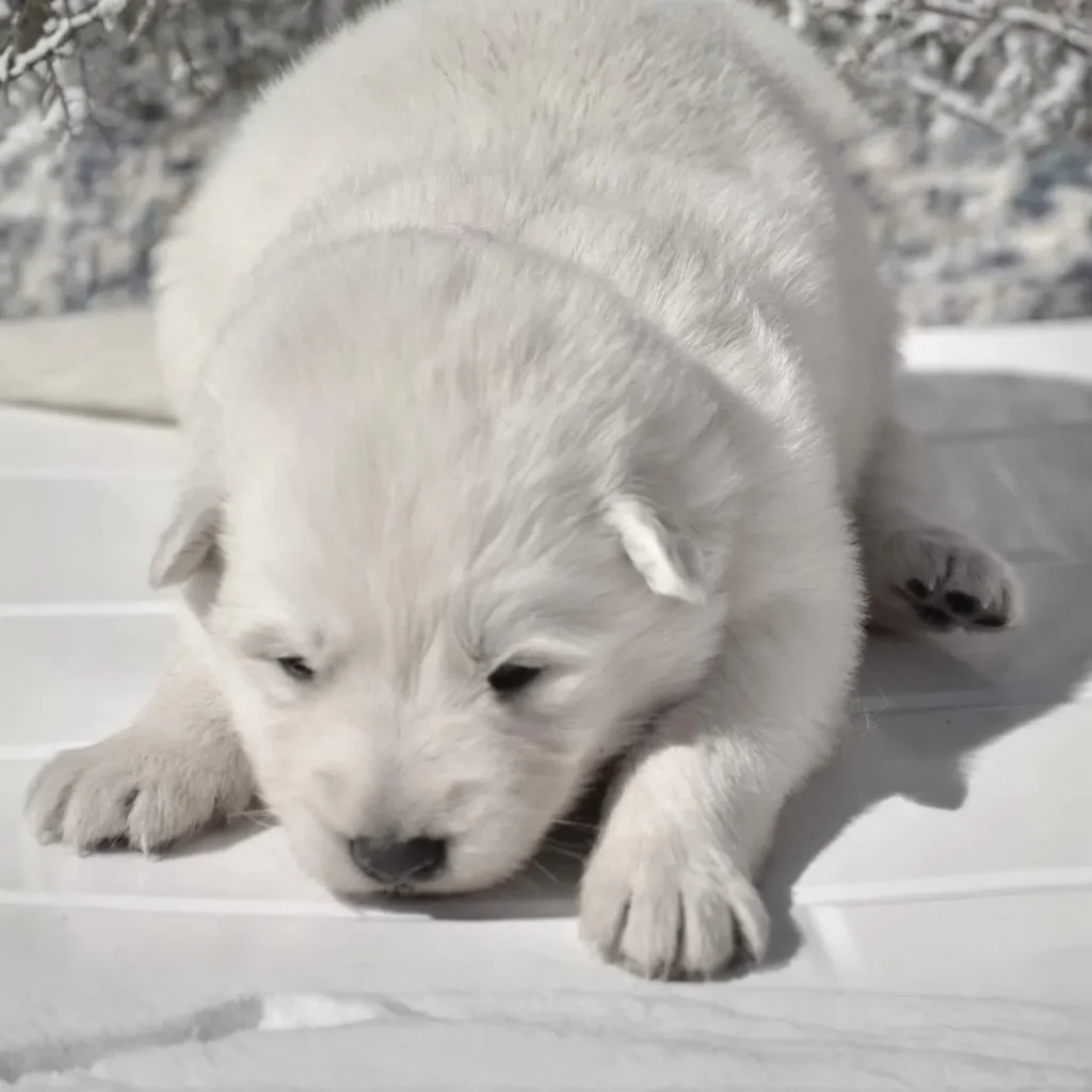 Maisie ( Female) Full White Long Coat German Shepherd Puppy coat detail photo 03 by Royal Tribes K9 in Bellevue, Texas