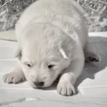Maisie ( Female) Full White Long Coat German Shepherd Puppy coat detail photo 03 by Royal Tribes K9