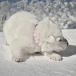 Monroe ( Female) Full White Long Coat German Shepherd Puppy coat detail photo 03 by Royal Tribes K9
