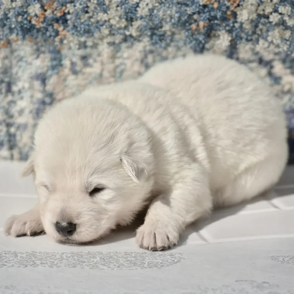 German Shepherd puppies for sale in Marina Del Rey - Miko ( Male) Full White Long Coat German Shepherd Puppy coat detail