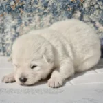 Miko ( Male) Full White Long Coat German Shepherd Puppy coat detail photo 03 by Royal Tribes K9