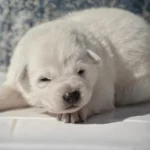 Miko ( Male) Full White Long Coat German Shepherd Puppy standing portrait 04 by Royal Tribes K9