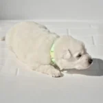 Mila ( Female) Full White Long Coat German Shepherd Puppy puppy profile image 05 by Royal Tribes K9