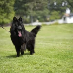 Amidor De La Madonina German Shepherd sire profile photo 01 for Royal Tribes K9 pedigree content