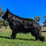 KRONOS German Shepherd sire profile photo 01 for Royal Tribes K9 pedigree content