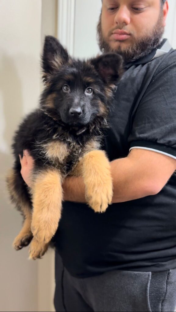 Royal Tribes K9 German Shepherd family companion image 0017