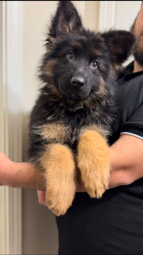 Royal Tribes K9 German Shepherd family companion image 0021