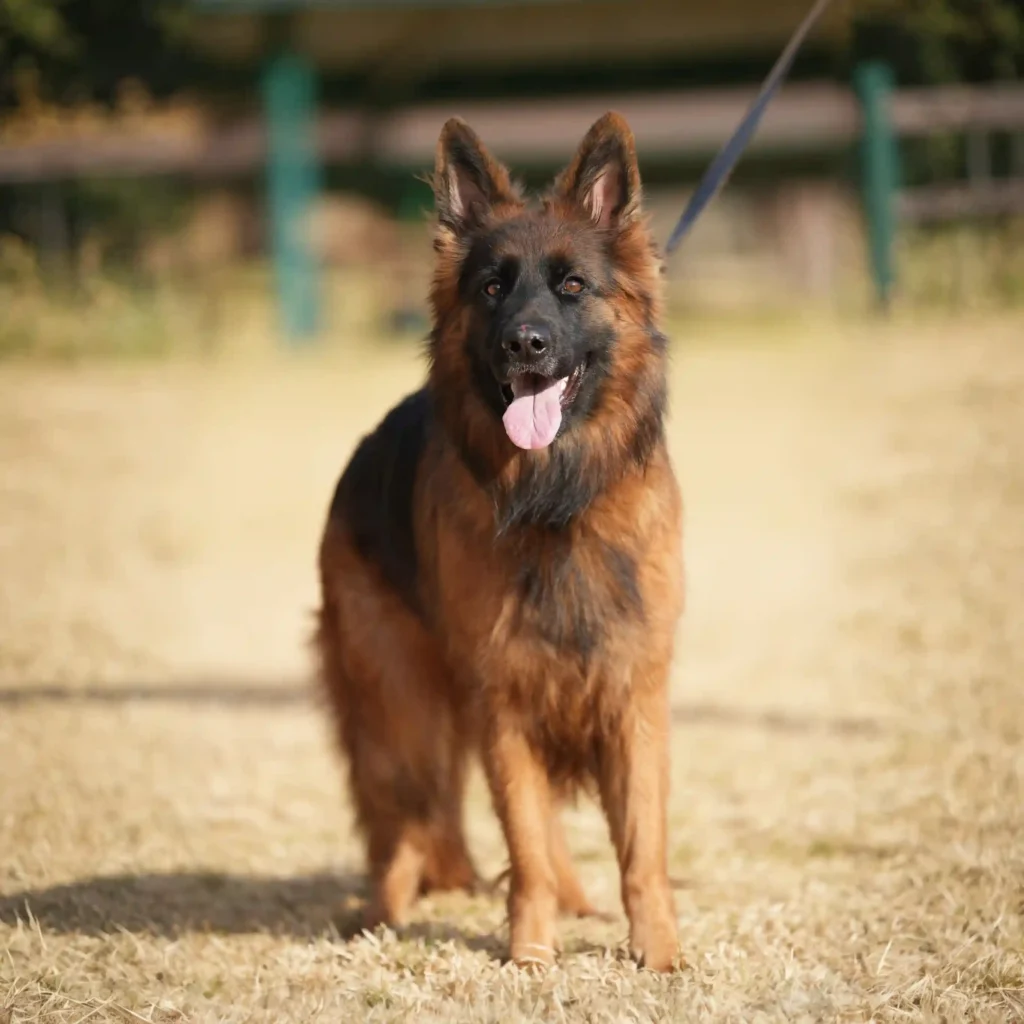 Lexi RTK9 Team German Shepherd dam profile photo 01 for Royal Tribes K9 pedigree content