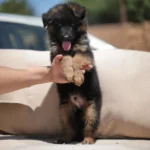 Jettro RTK9 Team ( Male ) Black and Red Long Coat German Shepherd Puppy profile photo 01 by Royal Tribes K9