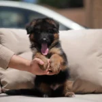 Javor RTK9 Team ( Male ) Black and Red Long Coat German Shepherd Puppy profile photo 01 by Royal Tribes K9