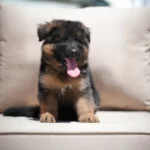Jasper RTK9 Team ( Male ) Black and Red Long Coat German Shepherd Puppy profile photo 01 by Royal Tribes K9