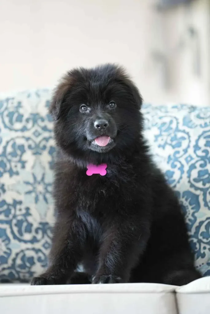 German Shepherd puppies for sale in Peoria - Whatsapp 2024 07 10 At 12.01.21 11Ce8454 11Zon 10 German Shepherd puppy image