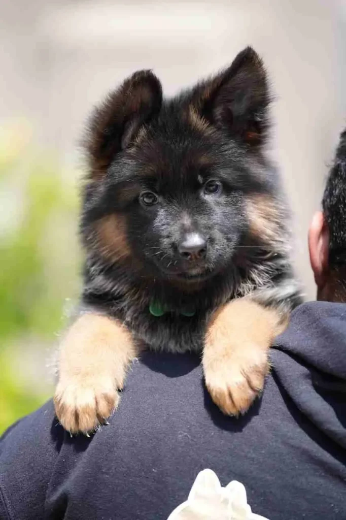 Whatsapp 2024 07 10 At 12.01.24 F558382F 11Zon 19 German Shepherd puppy image by Royal Tribes K9 1203 in Tarzana, California