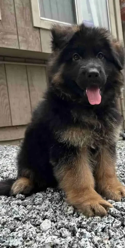 German Shepherd puppies for sale in Bethesda Washington - Whatsapp 2024 07 10 At 12.01.25 B088Bfb8 11Zon 23 German Shepherd