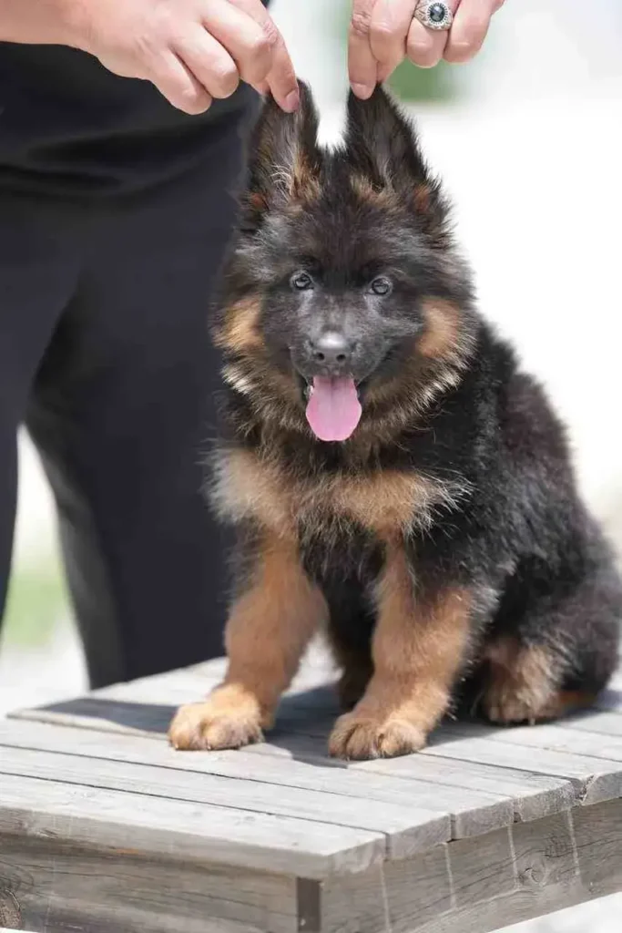 Whatsapp 2024 07 10 At 12.01.28 2Fbc01A2 11Zon 32 German Shepherd puppy image by Royal Tribes K9 1382 in Boise, Idaho
