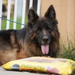 Eli Grzegor Land German Shepherd sire clean website photo 06 for Royal Tribes K9 pedigree content