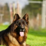 Eli Grzegor Land German Shepherd sire breed profile photo 07 for Royal Tribes K9 pedigree content