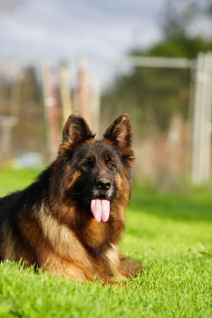 Adult black and red long-coat German Shepherd resting outdoors