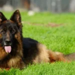 Eli Grzegor Land German Shepherd sire close-up image 08 for Royal Tribes K9 pedigree content