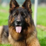 Eli Grzegor Land German Shepherd sire profile photo 09 for Royal Tribes K9 pedigree content