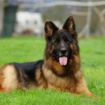 Eli Grzegor Land German Shepherd sire gallery image 10 for Royal Tribes K9 pedigree content