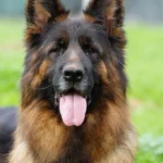 Eli Grzegor Land German Shepherd sire coat detail photo 11 for Royal Tribes K9 pedigree content